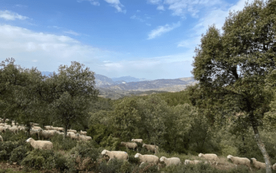 Fotogalería y crónica de la ruta de senderismo «Gibralberca»